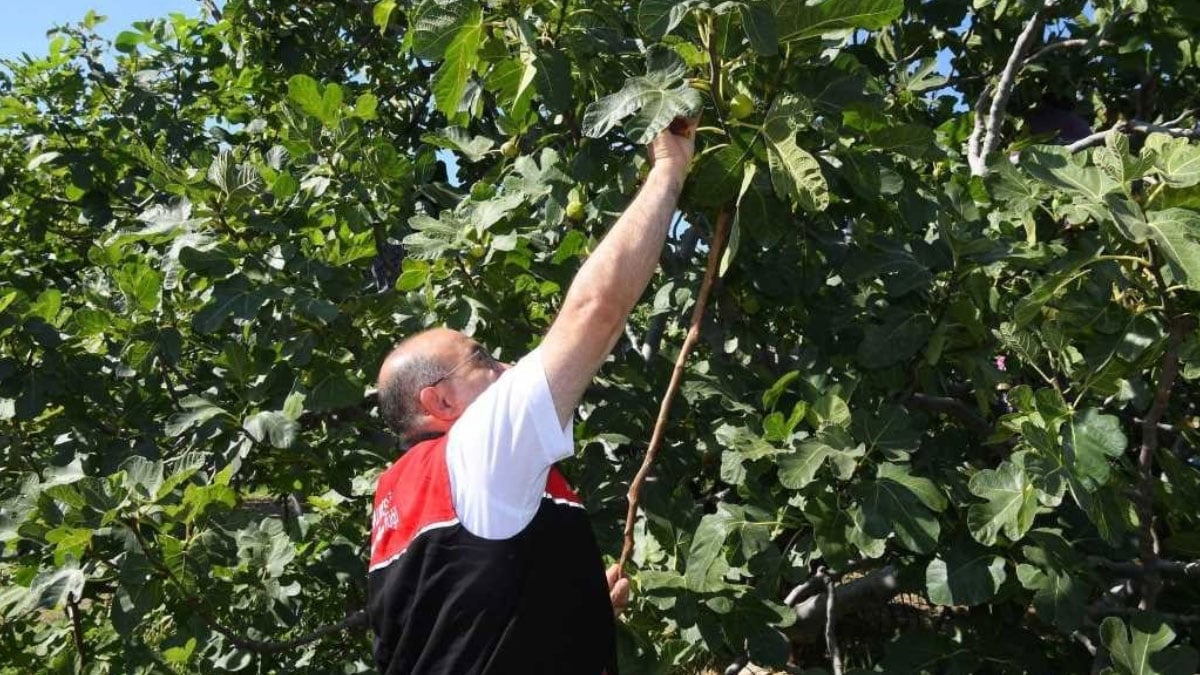 Coğrafi işaretli Havran siyah inciri hasadı başladı