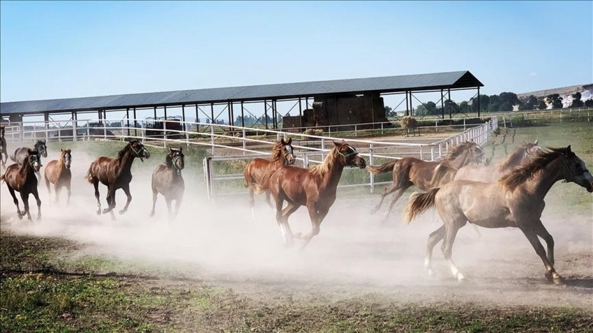 TİGEM’den safkan arap tayları için dev ihale!