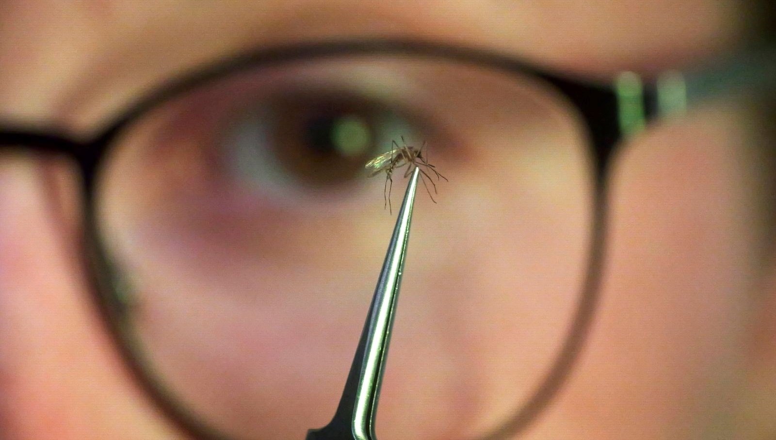 Chikungunya salgını yayıldı: Çin’de halk sağlığı acil durumu ilan edildi