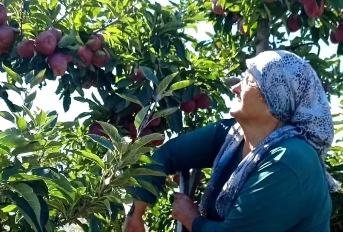 Gölyaka’da Elma Hasadı Sürüyor