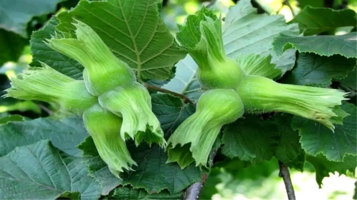 duzceden findik ihracati 1wPe4ssD.jpg