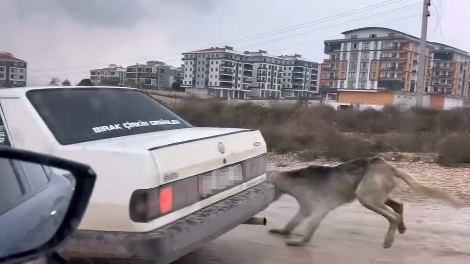 Köpeği aracın arkasına bağlayarak eziyet etti