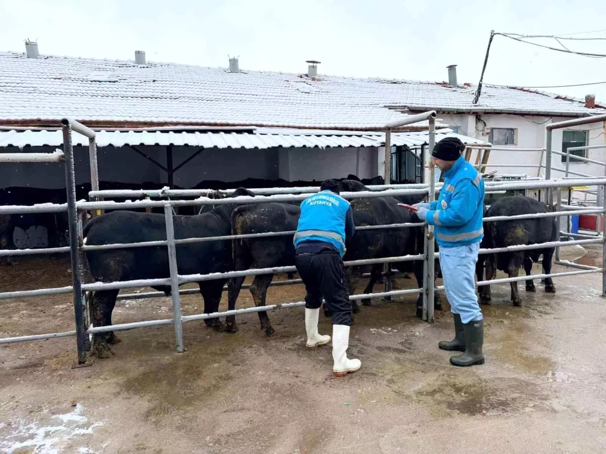 Kütahya’da İthal Sığır Millileştiriliyor